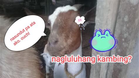 Nagluluhang mata ng kambing .